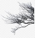 Right branches