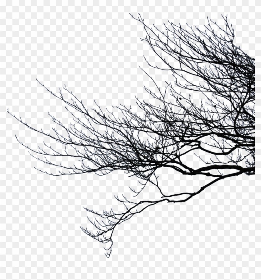 Right branches